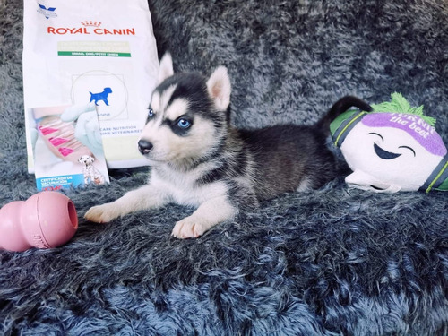 Hermosos Cachorros Husky Siberiano Ojos Azules Papa Pedigree