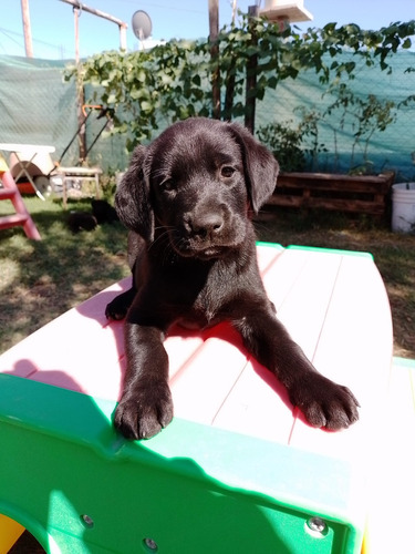 Bellos Cachorros Labrador Retriever Padres Inscritos