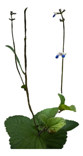 Salvia Procurrens - Cubresuelo - Chicos Naturalistas 