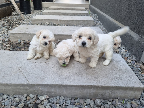 Hermosas Cachorras Poodle