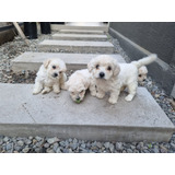 Hermosas Cachorras Poodle