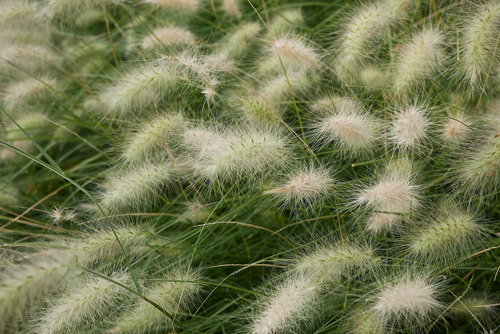 Sementes De Capim Dos Texas Branco Pennisetum Villosum 