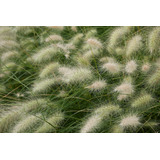 Sementes De Capim Dos Texas Branco Pennisetum Villosum 