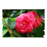 Camelias, Arbusto Floral