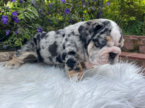 Cachorro Bulldog Inglés Merle 