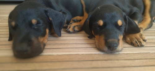 Gratis - Cachorros Doberman De Excelente Genética-negociable