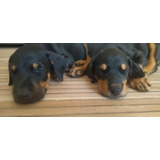 Gratis - Cachorros Doberman De Excelente Genética-negociable