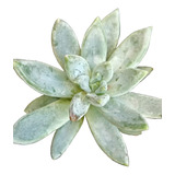 Echeveria Peacocki