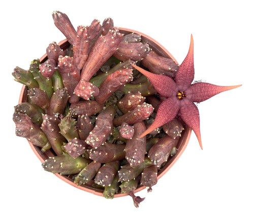 Muda Suculenta Stapelia Schinzii Var Flor Vinho Coleção