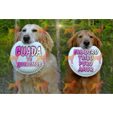 Cachorros Golden Retriever - Soy Guada De Criadero Tribu