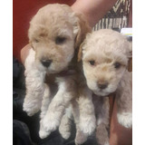 Cachorros Fresch Poodle 