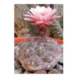 Semillas De Cactus Gymnocalycium Ferrarii Rara Colección