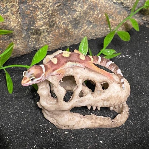 Mtghyaya Decoración De Acuario Mini Dinosaurio Cráneo Tanque