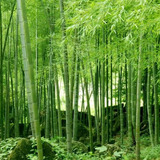 Bambú Verde, Planta ( Bambusoideae ) Más Semillas