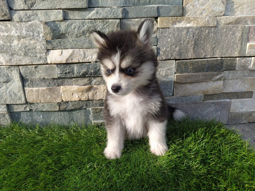 Cachorros Pomsky Pomski Perritos Cachorritos Poski Posky