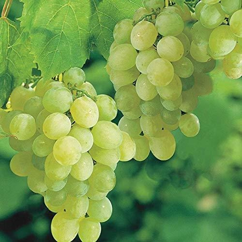 Thompson Seedless Planta De Vid De Uva, Dulce Excelente Sabo