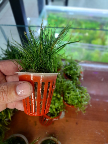 Eleocharis Mini Planta Acuática Tapizante 