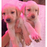 Labrador Cachorras Color Miel Pupy