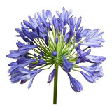 Agapanto Lilás ( Agapanthus Africanus ) - Kit 10 Mudas