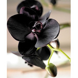 100 Semillas De Orquidea Black 