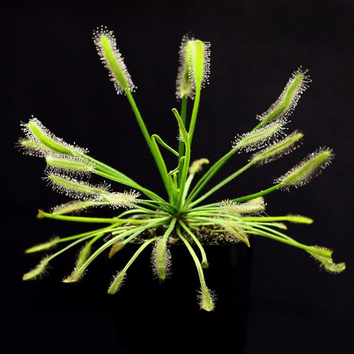 Sementes Planta Carnivora Drosera Capensis Alba P/ Muda