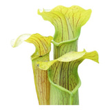 Sarracenia Alata Tamaño Grande - Plantas Carnívoras