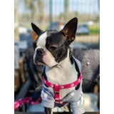 Boston Terrier Cachorro Con Fca Y Microchip En Belgano R