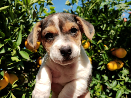 Cachorro Jack Russell Terrier Tricolor. Envíos 