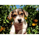 Cachorro Jack Russell Terrier Tricolor. Envíos 