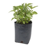 Albahaca Pack De 6 Plantas