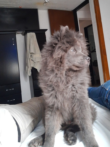 Vendo Perro Chaw Chaw 7 Me Color Gris