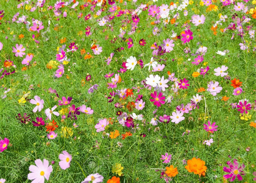 100 Sementes De Flor Cosmos Cores Sortidas