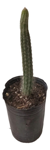 Cactus Clestocactus Strausii