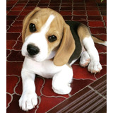 Cachorros Beagle Con Vacunas Sanos