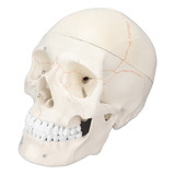 Anatomía, Modelo De Cráneo, Tamaño Natural, Multipropósito,