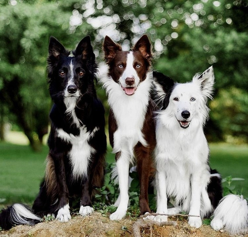 Border Collie Unicos Envio Bonificado