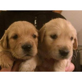 Golden Retriever Cachorros 