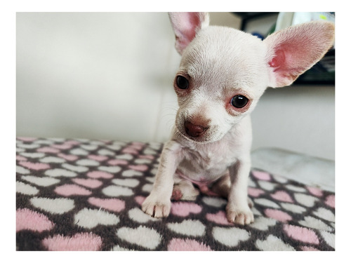 Chihuahua Miniatura 