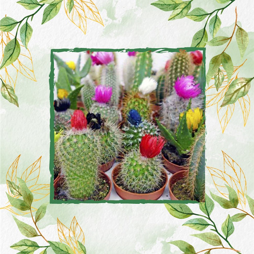 100 Semillas De Hermosa Suculentas Tipo Cactus (46)