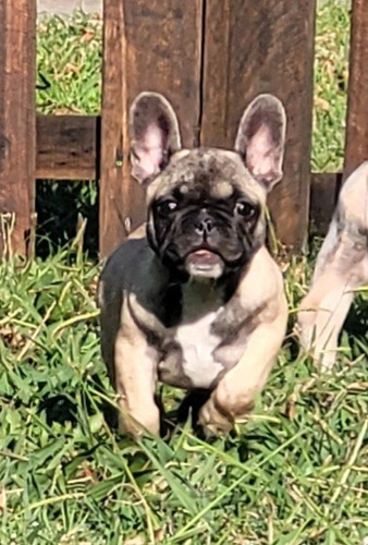 Bulldog Frances Hembra Cachorra