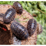 40 Cochinillas Grises  Armadillidium Vulgare  Isopodos Baras