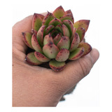 Echeveria Red Tips Suculenta Colección N° 6