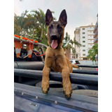 Cachorras Pastor Belga Malinois