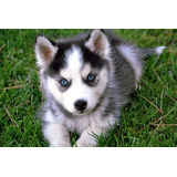 Lindos Husky Siberiano Lindíssimos Disponível