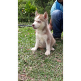 Cachorros Lobos Husky Siberianos