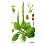 20 Sementes De Tanchagem Plantago Para Saladas  - Para Mudas