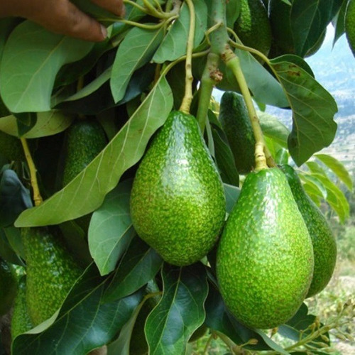 Palta Palto Californiano Árbol Frutal Injertado