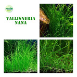 Valisneria Nana 6 Mudas Linda Planta Natural Aquário Plantad