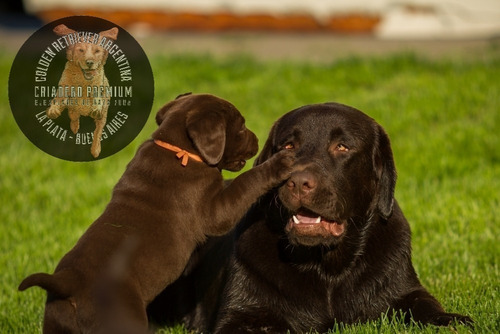 Cachorros Labrador Chocolate Machos Y Hembras, 100% Puros/