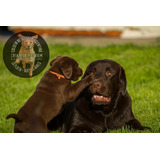 Cachorros Labrador Chocolate Machos Y Hembras, 100% Puros/